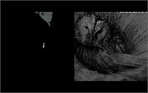 Klicken Sie auf die Grafik fr eine grere Ansicht

Name:	Waldkauz 7.jpg
Hits:	111
Gre:	25,8 KB
ID:	447723