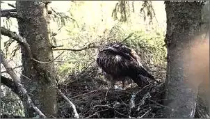 Klicken Sie auf die Grafik fr eine grere Ansicht

Name:	Schreiadler 1.jpg
Hits:	119
Gre:	128,3 KB
ID:	448465