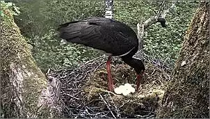 Klicken Sie auf die Grafik fr eine grere Ansicht

Name:	Schwarzstrche 13.jpg
Hits:	135
Gre:	148,4 KB
ID:	451666