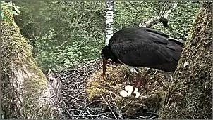 Klicken Sie auf die Grafik fr eine grere Ansicht

Name:	Schwarzstrche 14.jpg
Hits:	128
Gre:	152,6 KB
ID:	451667