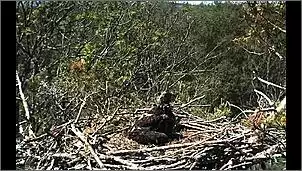 Klicken Sie auf die Grafik fr eine grere Ansicht

Name:	Schreiadler 4jpg.jpg
Hits:	150
Gre:	131,1 KB
ID:	454240