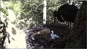 Klicken Sie auf die Grafik fr eine grere Ansicht

Name:	Schwarzstrche 17.jpg
Hits:	144
Gre:	105,6 KB
ID:	454243