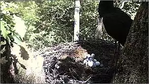 Klicken Sie auf die Grafik fr eine grere Ansicht

Name:	Schwarzstrche 18.jpg
Hits:	156
Gre:	126,5 KB
ID:	454244