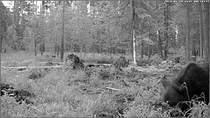 Klicken Sie auf die Grafik fr eine grere Ansicht

Name:	Bren 10.jpg
Hits:	152
Gre:	63,2 KB
ID:	459390