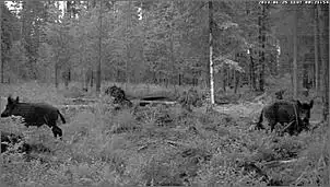 Klicken Sie auf die Grafik fr eine grere Ansicht

Name:	Wildschweine im Brenwald.jpg
Hits:	151
Gre:	59,8 KB
ID:	460746