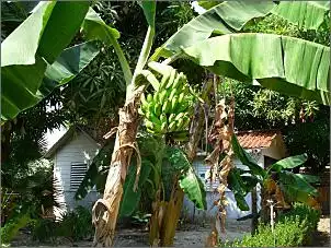 Klicken Sie auf die Grafik fr eine grere Ansicht

Name:	Banane im eigenen Garten.jpg
Hits:	151
Gre:	153,8 KB
ID:	474328