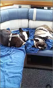Klicken Sie auf die Grafik fr eine grere Ansicht

Name:	Hunde.jpg
Hits:	192
Gre:	70,5 KB
ID:	484159