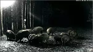 Klicken Sie auf die Grafik fr eine grere Ansicht

Name:	Wildschweine 1.jpg
Hits:	98
Gre:	67,8 KB
ID:	498718