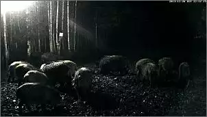 Klicken Sie auf die Grafik fr eine grere Ansicht

Name:	Wildschweine.jpg
Hits:	87
Gre:	53,4 KB
ID:	503341