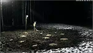 Klicken Sie auf die Grafik fr eine grere Ansicht

Name:	Rehe 2014 .4.jpg
Hits:	91
Gre:	69,1 KB
ID:	511369