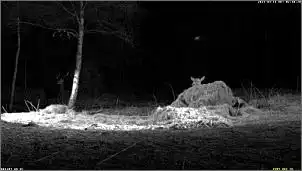 Klicken Sie auf die Grafik fr eine grere Ansicht

Name:	Hirsch 1.jpg
Hits:	77
Gre:	46,5 KB
ID:	520798