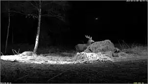 Klicken Sie auf die Grafik fr eine grere Ansicht

Name:	Hirsch 3.jpg
Hits:	67
Gre:	46,4 KB
ID:	520800