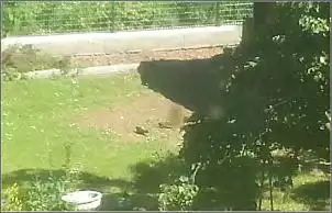 Klicken Sie auf die Grafik für eine größere Ansicht

Name:	Tauben.jpg
Hits:	94
Größe:	37,1 KB
ID:	542510