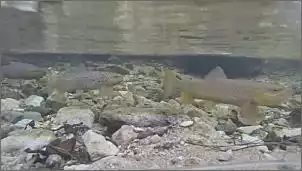 Klicken Sie auf die Grafik fr eine grere Ansicht

Name:	Fische 1.jpg
Hits:	109
Gre:	45,6 KB
ID:	583289