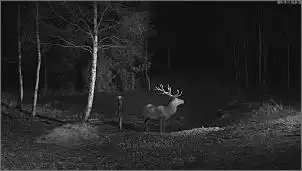 Klicken Sie auf die Grafik fr eine grere Ansicht

Name:	Hirsch 4.jpg
Hits:	118
Gre:	44,9 KB
ID:	587897