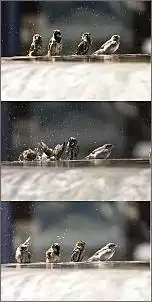Klicken Sie auf die Grafik fr eine grere Ansicht

Name:	Collage Spatzen.jpg
Hits:	106
Gre:	52,1 KB
ID:	628223