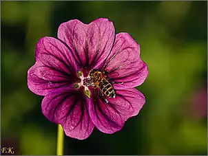 Klicken Sie auf die Grafik fr eine grere Ansicht

Name:	20180719-DSC00171.jpg
Hits:	143
Gre:	91,4 KB
ID:	806074