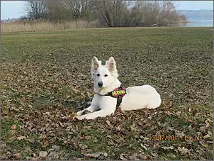 Klicken Sie auf die Grafik fr eine grere Ansicht

Name:	Balu beim Gehorsamstraining - Kopie.jpg
Hits:	133
Gre:	149,7 KB
ID:	868392