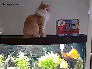 Klicken Sie auf die Grafik fr eine grere Ansicht

Name:	Streng bewacht.jpg
Hits:	73
Gre:	64,6 KB
ID:	910987