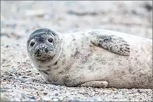 Klicken Sie auf die Grafik fr eine grere Ansicht

Name:	helgoland2.jpg
Hits:	170
Gre:	89,9 KB
ID:	930134